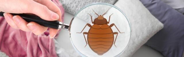 Dete se vratilo sa 200 ujeda stenica sa rekreativne
