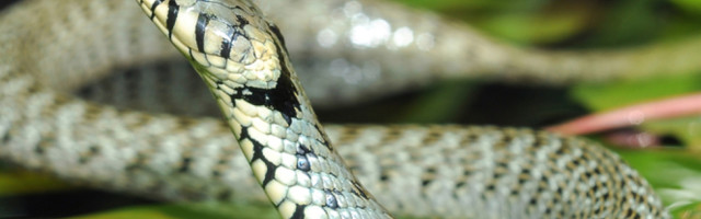 Takmičili se Amer, Rus i Srbin u treniranju životinja...