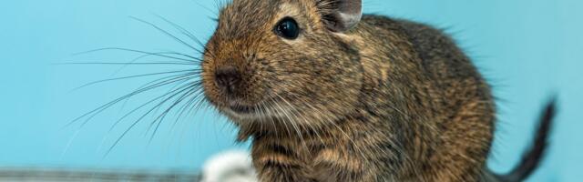 Degu je glodar koji ponekad laje, a ovom izuzetno gadnom navikom održava društveni život i higijenu