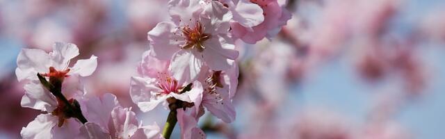 Sutra počinje proleće