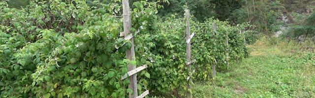 Cena ovogodišnjeg roda maline i dalje nepoznanica