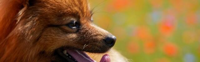 Najpopularnija rasa psa u Srbiji! Veseo i odan, a voli DECU (FOTO)