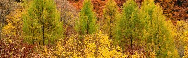 Novi pokušaj da se šuma na Fruškoj gori proglasi za svetsku baštinu, prethodno odbijena zbog seče
