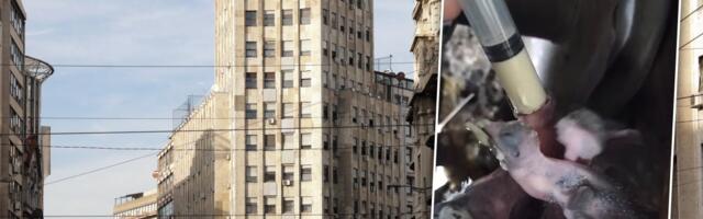 Gde nestadoše "veliki zaštitnici prirode"?! Blokaderi preko noći zaboravili na čiope koje su branili (FOTO)