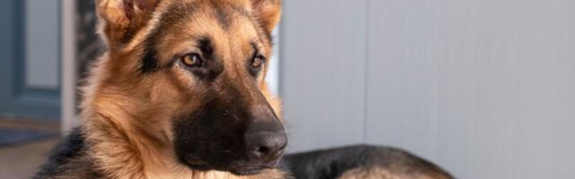 2 nemačka ovčara čuvaju bebu: Bolje dadilje nije mogla da ima - internet oduševljen (VIDEO)