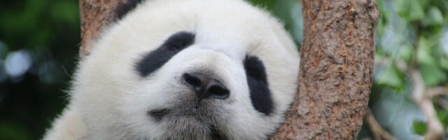 Кинеска амбасада обећала слање нових џиновских панда Француској