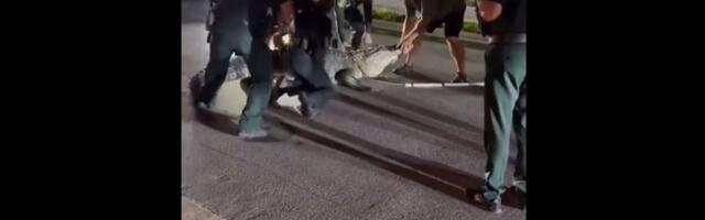 VIDEO: Sedam policajaca i lovac uklanjali s puta aligatora dugog više od četiri metra