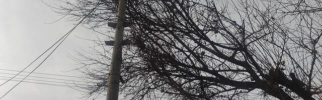 Čitaoci javljaju: Sa napuštenog opštinskog placa trulo drvo pada na žice