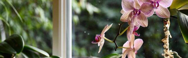 3 biljke zbog kojih ćete plivati u parama: Unesite ih u dom do Nove godine i sve će vas krenuti