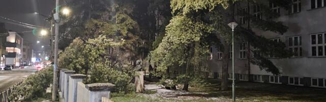 Stablo drveta iz dvorišta Gimnazije palo na trotoar