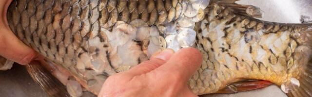 Krljušt sama spada: Brzi trik za čišćenje ribe koji provereno radi - bez nereda po kuhinji i muke