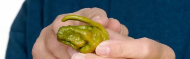VIDEO: Najljuća papričica na svetu je toliko ljuta da je možete kupiti samo na jednom mestu