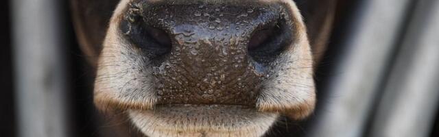 Krava pobegla iz klanice u Nemačkoj: Utekla lovcima, policiji i dronovima