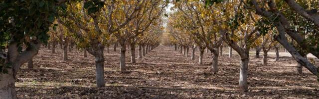 Zarada od ove biljke ide i do 10.000 evra: Ko je zasadio, uskoro se može baš obogatiti