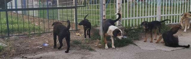 Čitaoci javljaju: Čopor agresivnih pasa kod škole “Vožd Karađorđe”, nadležni obavešteni ali ne reaguju