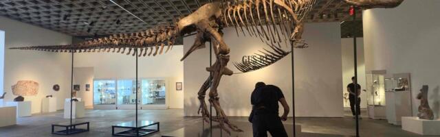 Fosil Tiranosaurusa reksa „Gus“ prodat za 50,1 milion dolara na aukciji u Njujorku, oboren novi rekord