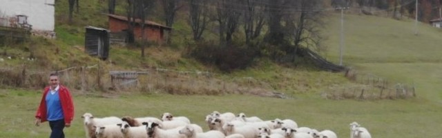 (FOTO/VIDEO) STRAH ZAVLADAO U SELIMA PODNO GOLIJE: Ogromna zver meštanima kolje stoku, a da je UBIJU NE SMEJU!