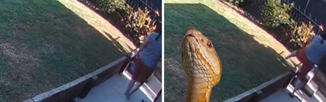 HOROR Sigurnosne kamere snimile napad otrovnice: "Ženi će trebati mnogo vremena da ovo preboli"