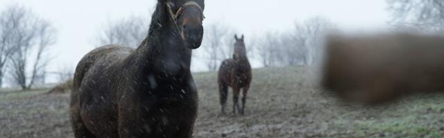 Stanovnici u šoku: Konji sa planine sišli u selo i izazvali probleme u domaćinstvima
