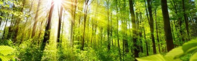 Pogodite koji grad u Srbiji ima najviše zelenila?