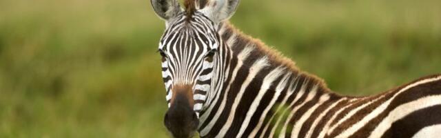 Gen Z se kune u „zebra metodu“: Naučnici tvrde da ovaj trik zaista može da ublaži mamurluk