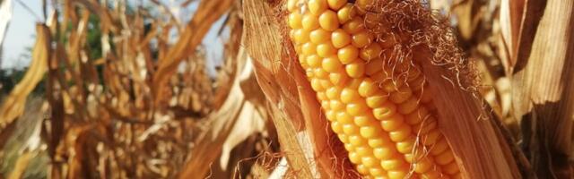 Мање цене житарица и пад промета на Продуктној берзи