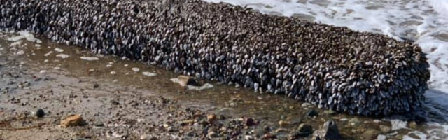 Šetao je pored mora i samo sekund kasnije shvatio da je pronašao nešto što ga je učinilo OZBILJNO BOGATIM!