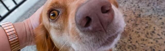 Nije samo odanost: Naučnici objašnjavaju zašto vas pas uvek čeka na vratima kad dođete kući