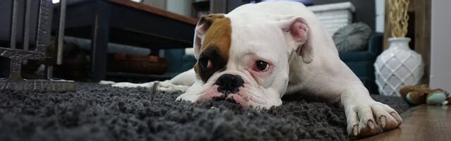 Vlasnici masovno napuštaju svoje ljubimce dok beže iz Dubaija zbog rata na Bliskom istoku