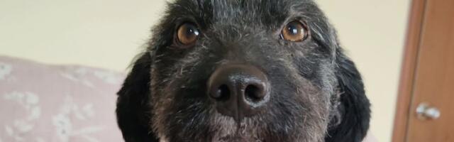 Pas Bebenjko, šnudla bez repa, traži dom: Ovaj šampion u srećnom "vrckanju" nestrpljivo čeka novi dom