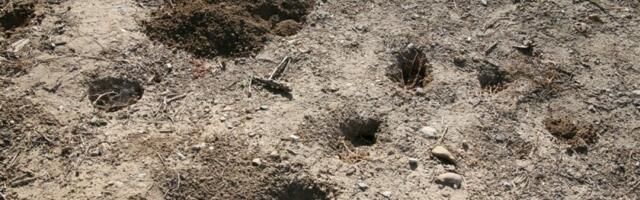 Imate ovakve rupe u dvorištu? Nisu slučajnost - evo šta je uzrok, obratite pažnju