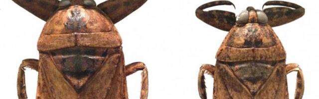 GRIZALICE PRSTIJU STIGLE NA KIPAR: Divovske vodene bube izazvale uzbunu među kupačima