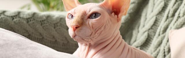 Da li sfinks mačka zaista voli vodu? Odgovor će vas iznenaditi!
