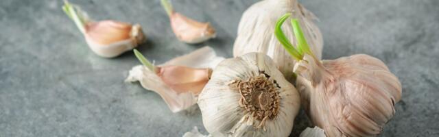 Proklijali beli luk nije za bacanje: Evo zašto sadrži više antioksidanata od svežeg luka i kako se koristi