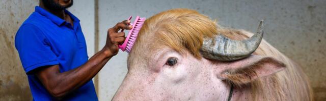 Plavokosi albino bivo koga su nazvali Donald Tramp postao zvezda u Bangladešu
