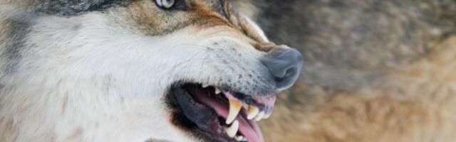 ŽENA NE MOŽE DA DOĐE SEBI: Vuk joj ušetao u dvorište  u selu kod Krupnja, meštani u strahu