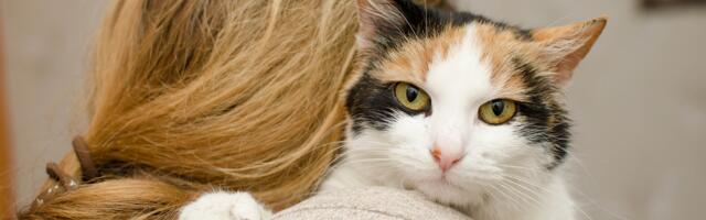 Zašto mačke spavaju na glavi svojih vlasnika?