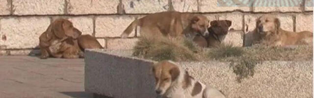 Za sterilisanje napuštenih pasa i mačaka iz budžeta planirano milion dinara, raspisan poziv za ponudjače