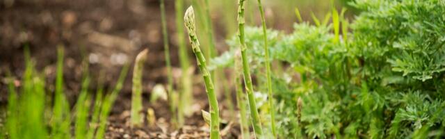 Ivan gaji biljku koja donosi godišnju zaradu i do 20.000 evra: U Srbiji uspeva nenormalno, plodovi se beru u junu