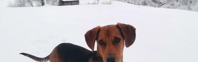 Dobro jutro iz Šumadije