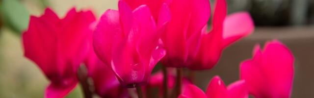 Cveće koje se sadi u januaru: Prvi vesnici proleća procvetaće već krajem februara