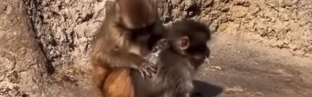 FOTO, VIDEO: Maleni majmun Panč ima novu prijateljicu