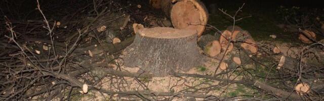 Pokret juga Srbije traži hitnu reakciju: Opasnost kod Omladinskog stadiona, dotrajala stabla prete rušenjem, dok se borovi seku