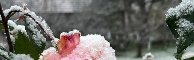 Deca u Šapcu umesto Sneška Belića napravila džinovski muški polni organ: Posle ovog prizora građani ZANEMELI