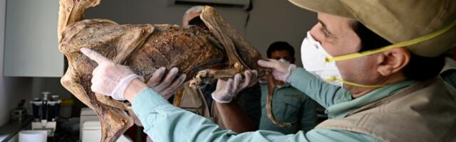 Mumificirani gepardi pronađeni u saudijskim pećinama