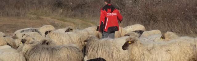 UMESTO GRADA, IZABRAO DA ŽIVI SA 300 OVACA! Miloš (21) na padinama Fruške gore čuva životinje: A pored teškog fizičkog rada, on i studira!