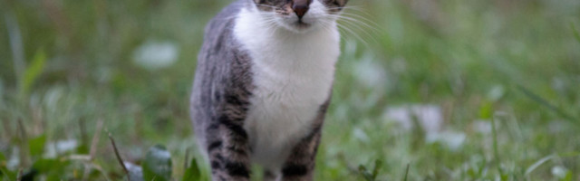 TRAŽE SE LJUDI VELIKOG SRCA: Jednoj finoj maci Vrci hitno treba novi dom! (FOTO/VIDEO)