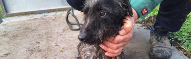 Narodna stranka: Spaseno 10 iscrpljenih pasa iz prihvatilišta u Bačkoj Palanci, nadležni da reaguju