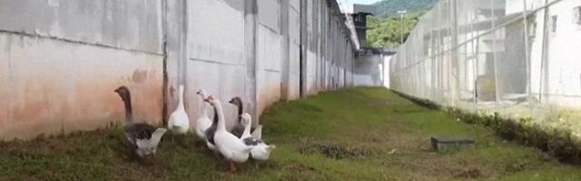 Opasne pernate sirene zamenile pse čuvare u jednom zatvoru u Brazilu