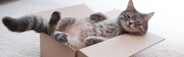 Koje mačke odgovaraju svakom horoskopskom znaku? Ovnovima bengalske, a Devicama persijske